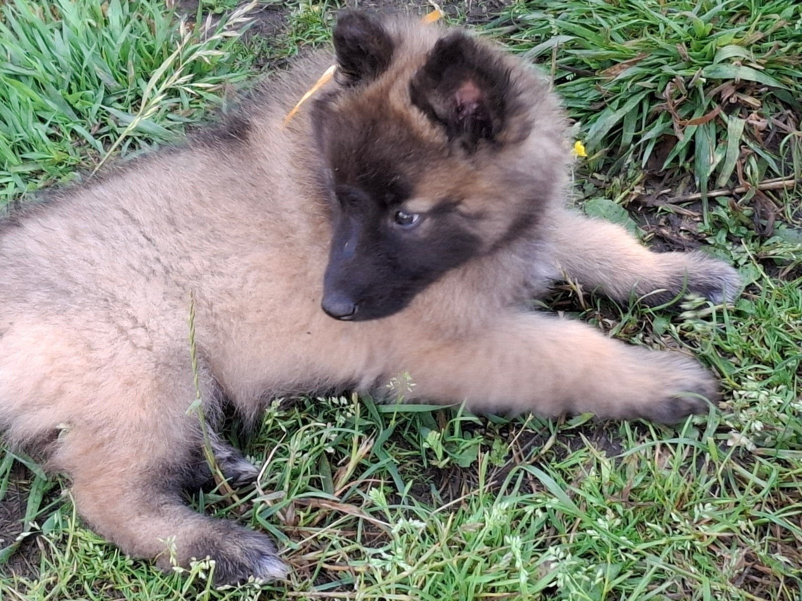 Chiots bergers de Tervuren, Parvovirose, 8 à 15 semaines, Plusieurs, Éleveur | Loisir