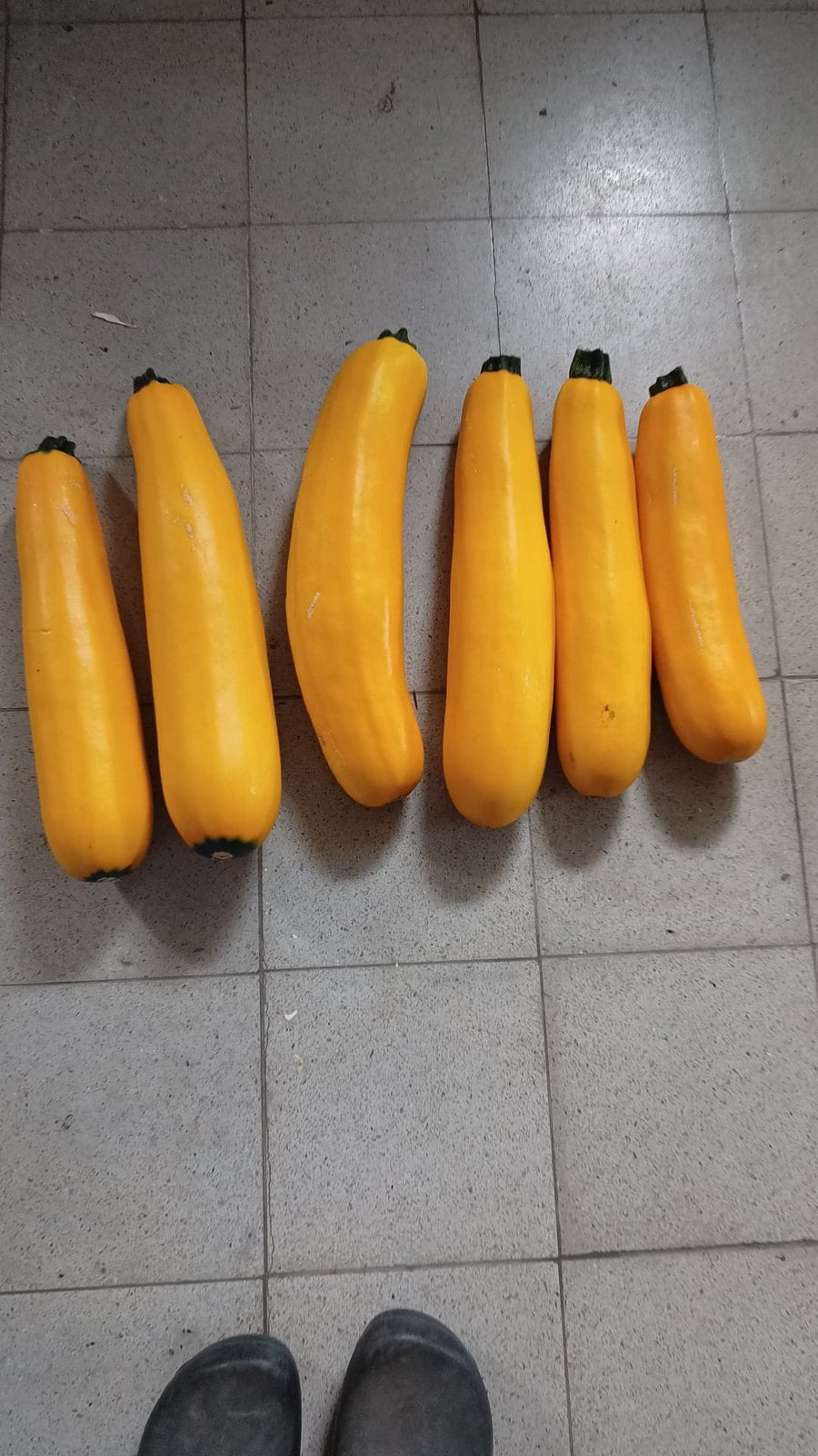 Overenthousiaste courgetteplanten, Ophalen