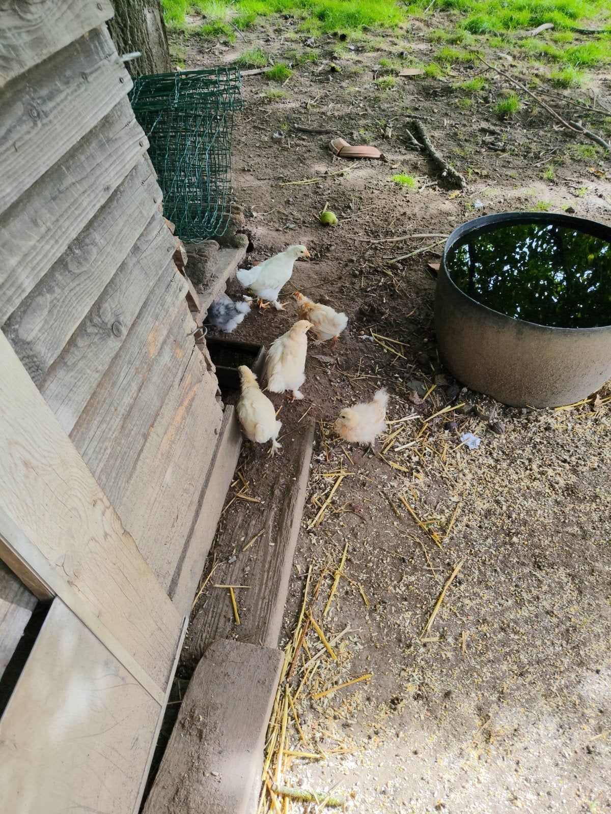 kuikens 6 weken oud, Dieren en Toebehoren, Geslacht onbekend, Kip