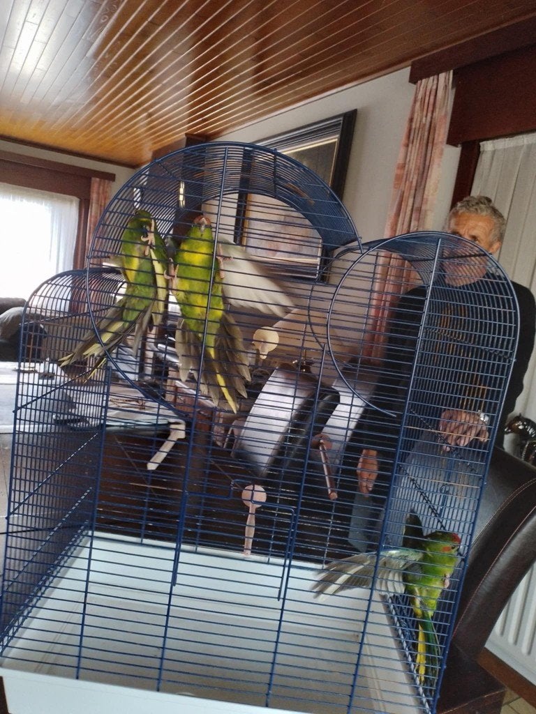 kakeriki, Dieren en Toebehoren
