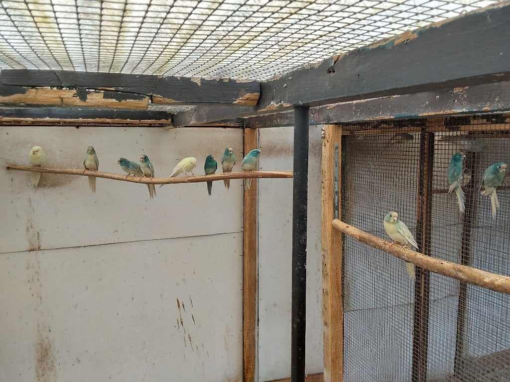 Kwkoppels en jonge kakariki, Perruche, Bagué