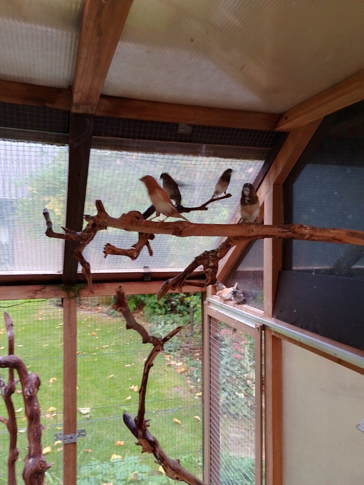 Japanse meeuwtjes te koop wegens stopzetting (verhuis), Dieren en Toebehoren