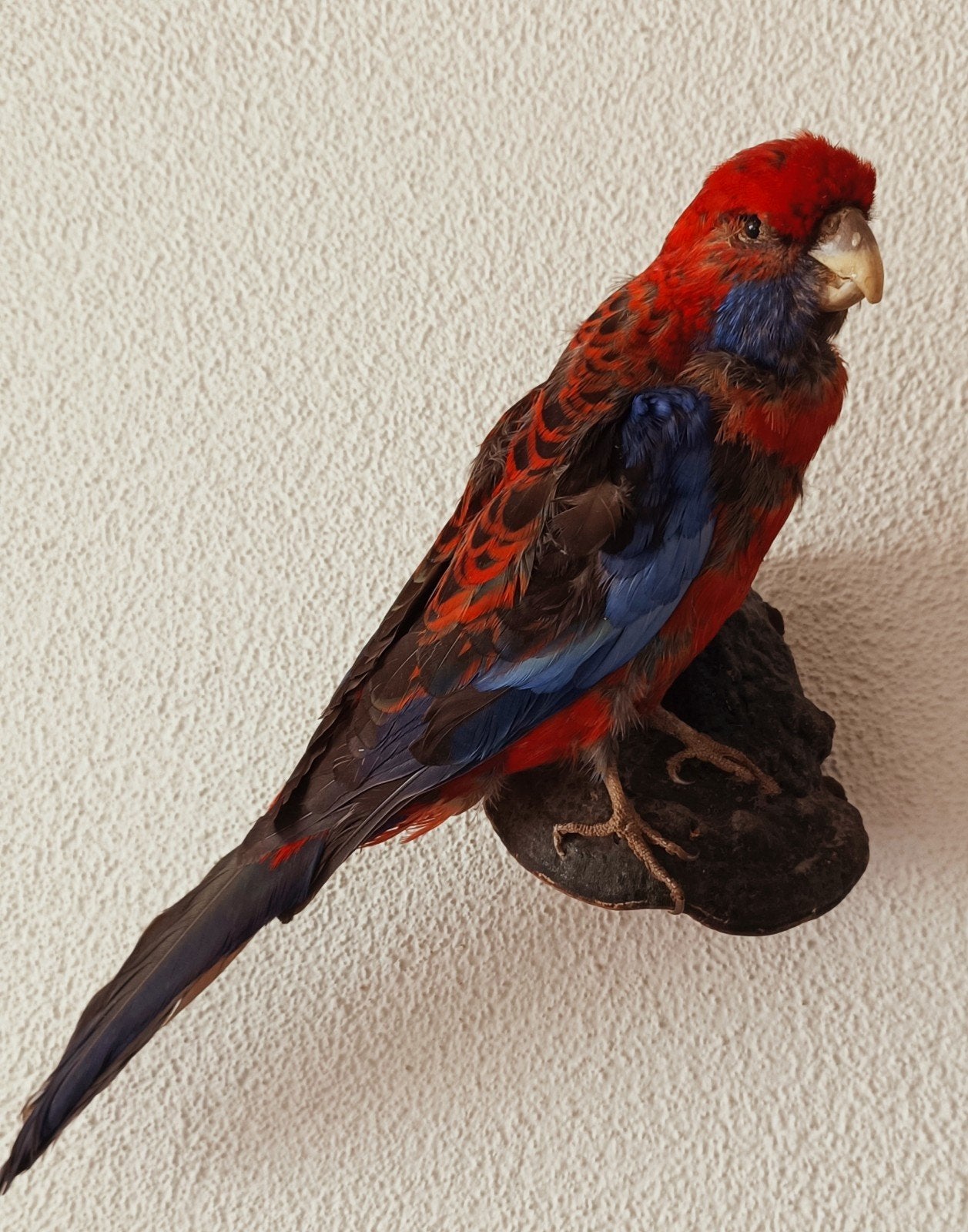 Taxidermie opgezet vogels Australische Rosella, Verzamelen, Dierenverzamelingen, Vogel, Ophalen of Verzenden