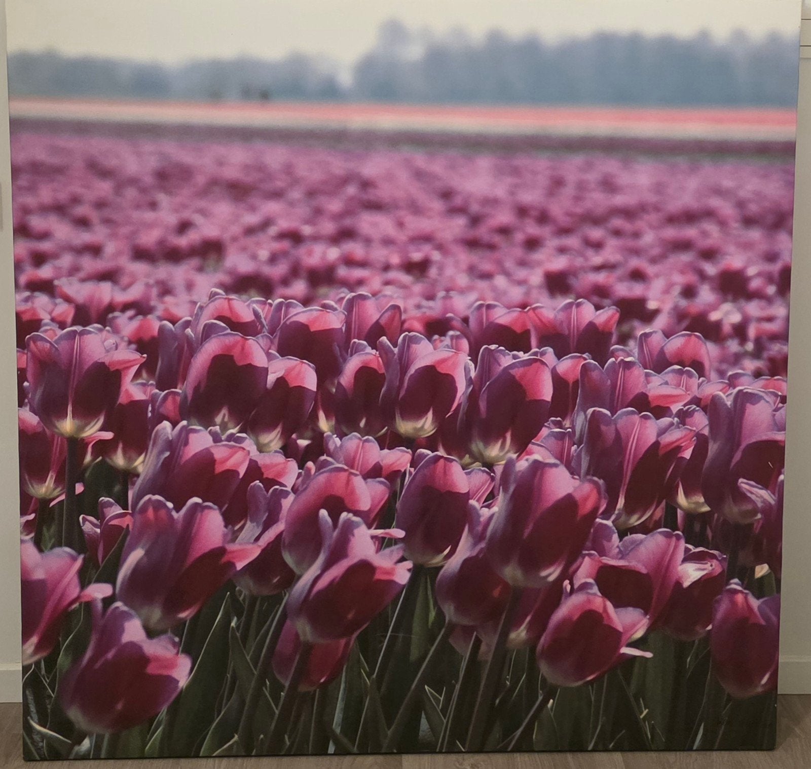 Foto tulpenveld op canvas 130 x 130 cm, Enlèvement, Utilisé, 125 cm ou plus, Imprimé