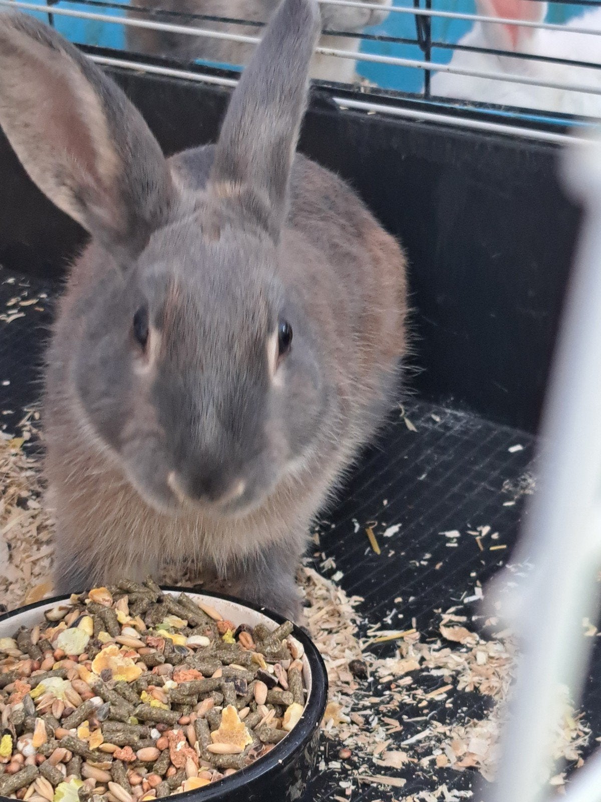 konijnen, Dieren en Toebehoren, Konijnen