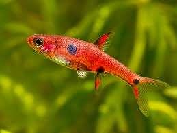 Hobbyaquarium Dwergrasbora / Boraras Maculatus, Dieren en Toebehoren, Vis, Zoetwatervis, Schoolvis