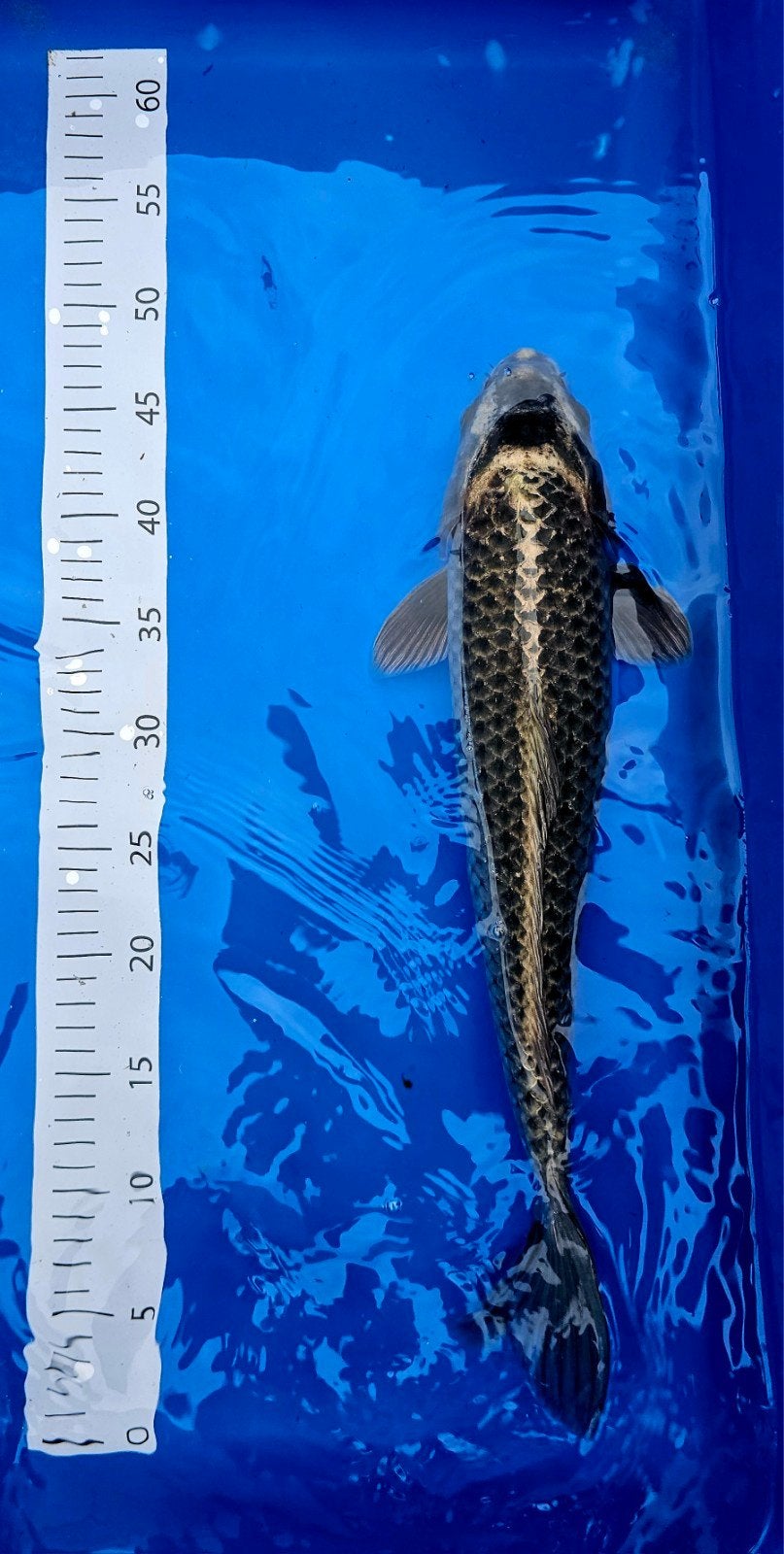 Prachtige Japanse koi - 45cm, Animaux & Accessoires, Poissons | Poissons d'étang, Carpe ou Koï