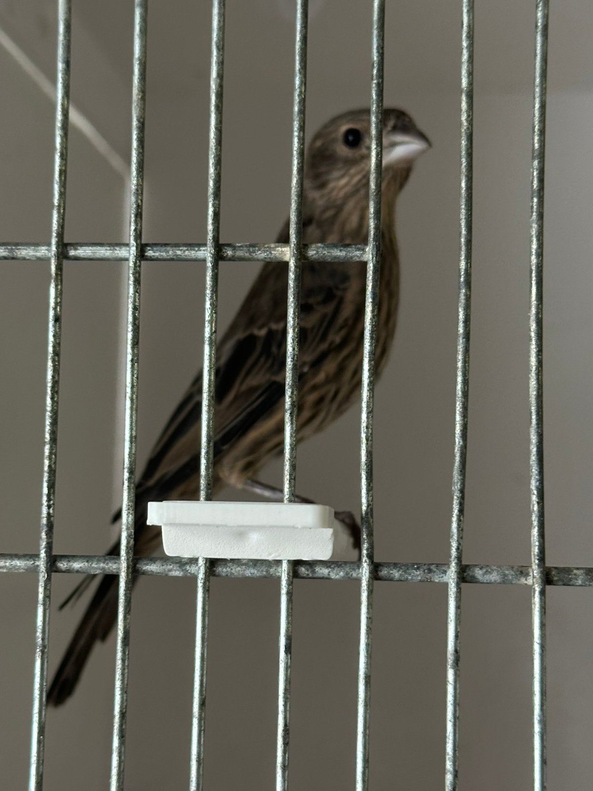 Jonge split opaal mexicaanse roodmussen, Dieren en Toebehoren, Meerdere dieren
