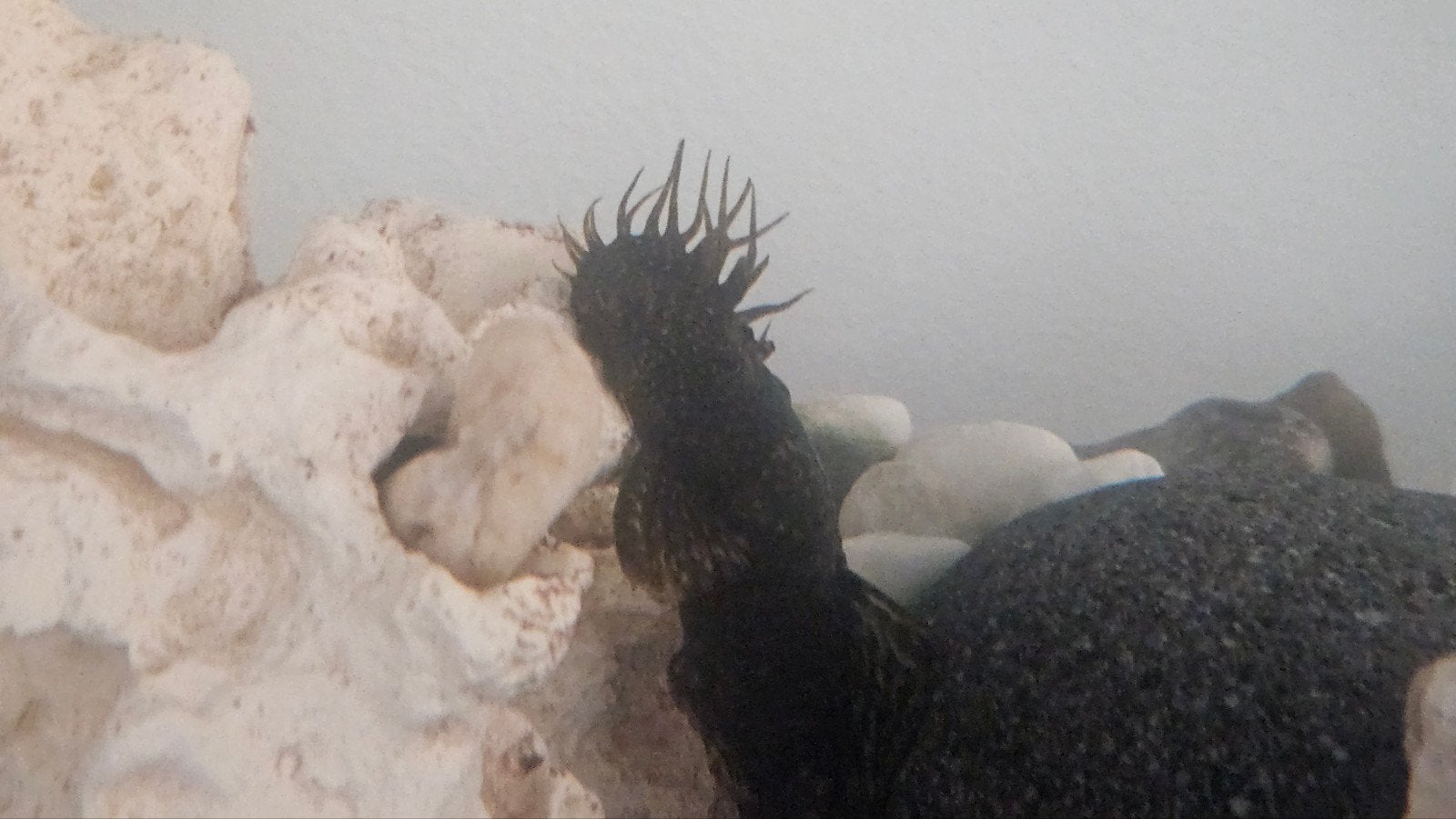 L144, wildkleur ancistrusen 1m + 3v, Dieren en Toebehoren, Vissen | Aquariumvissen, Vis, Zoetwatervis