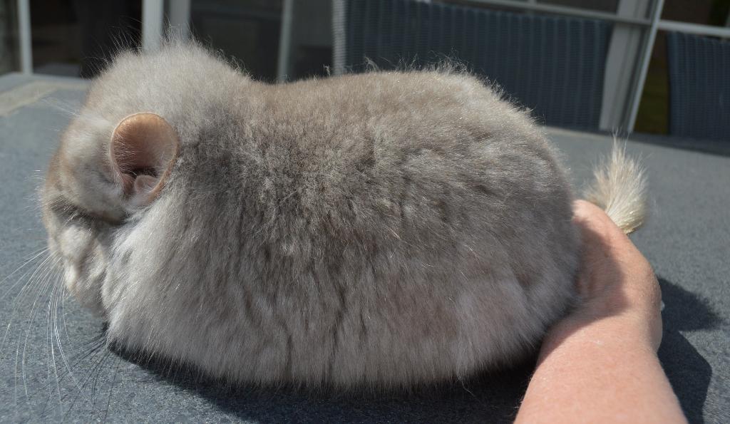 chinchilla beige vd rpa vrouwtje, Dieren en Toebehoren, Chinchilla, Augustus, Vrouwelijk, Tam