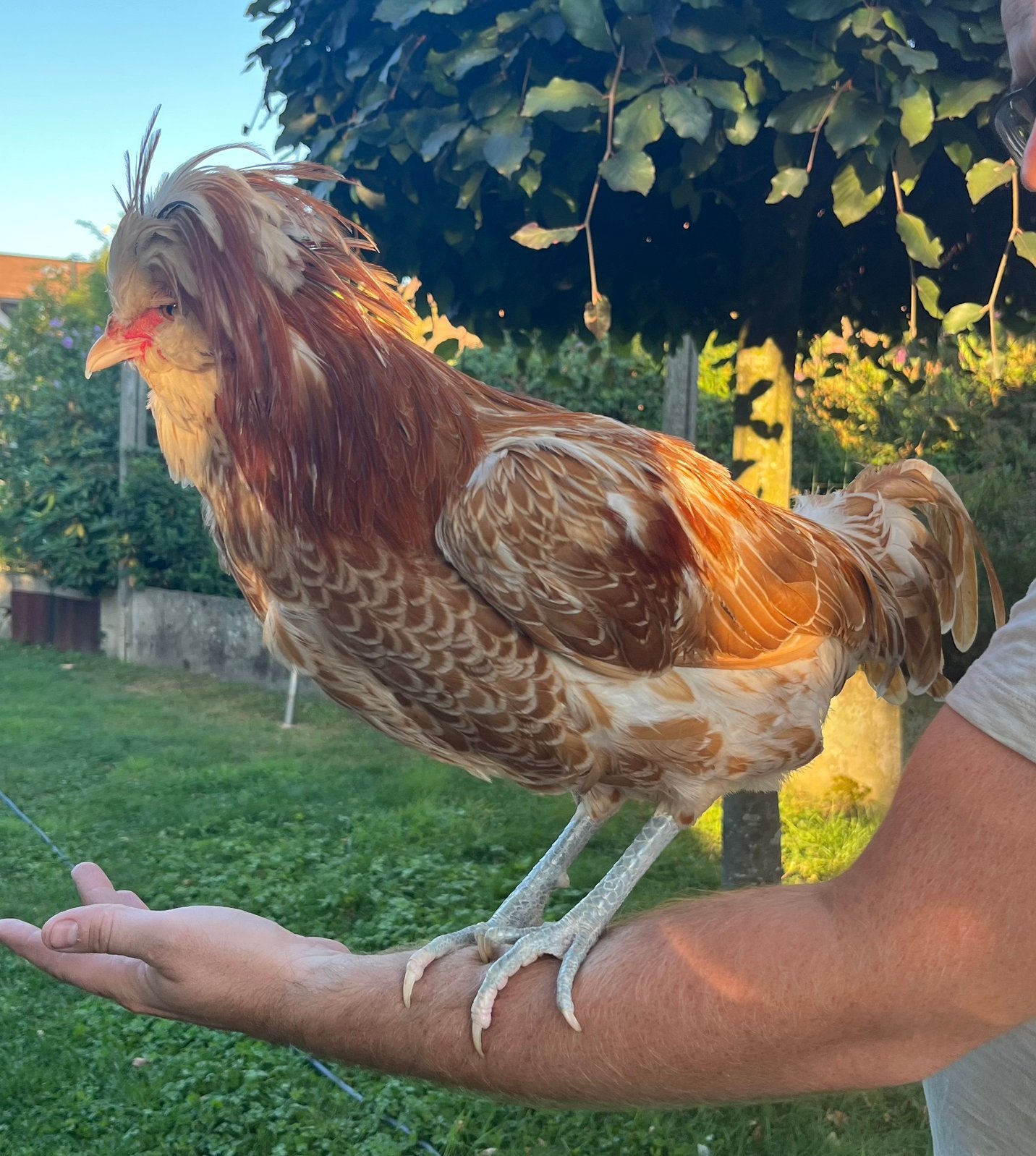 Goede thuis gezocht voor 2 handtamme padua hanen, Dieren en Toebehoren, Mannelijk, Kip