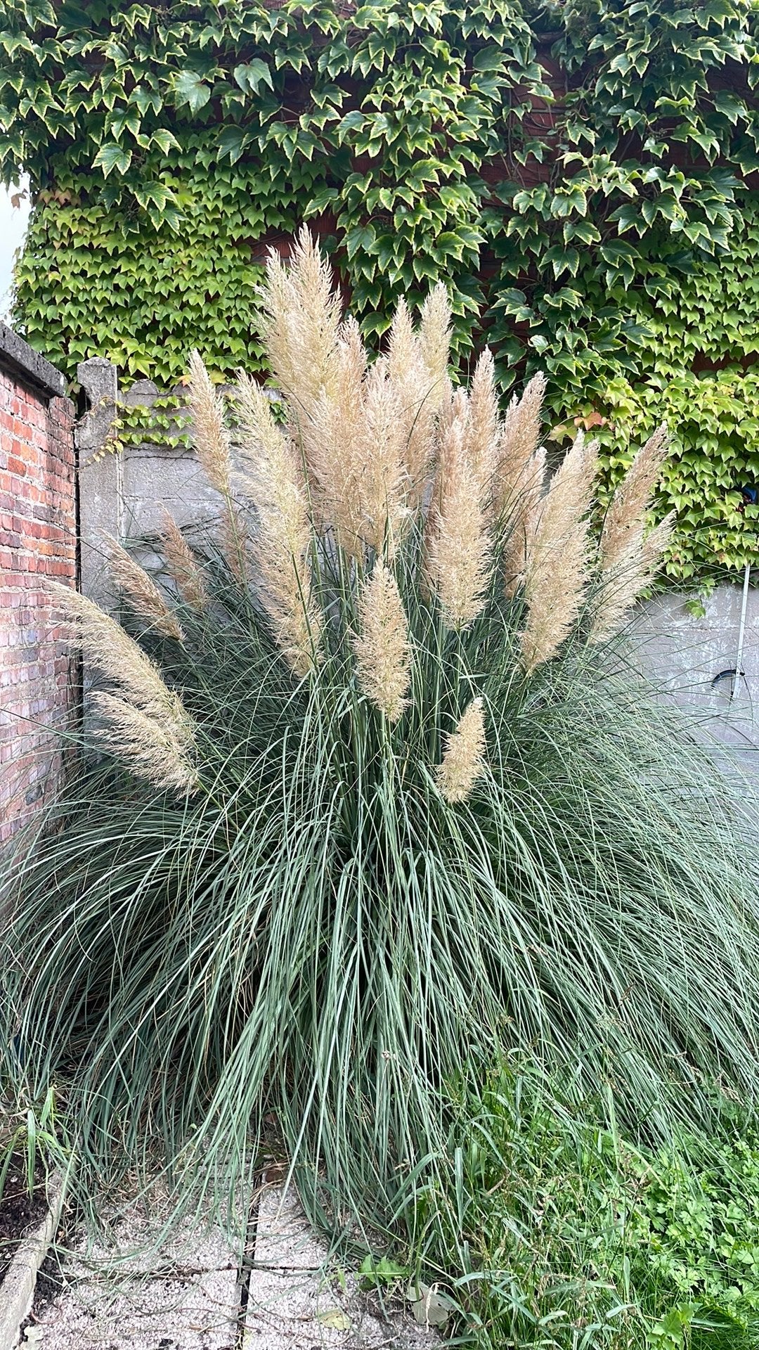 Plant in pot, Enlèvement