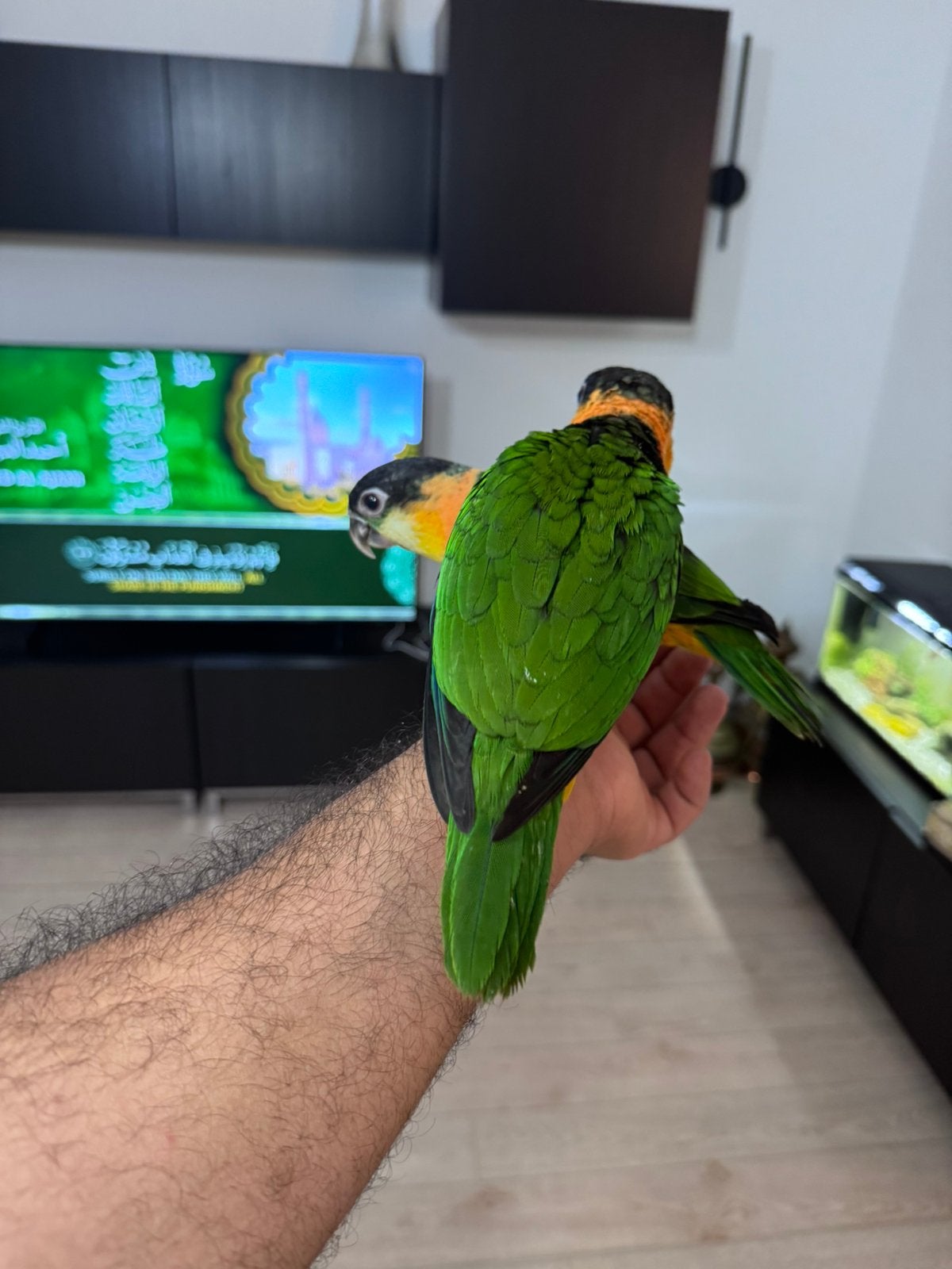 handtamme zwartkop caique .baby's, Dieren en Toebehoren, Mannelijk, Papegaai, Tam