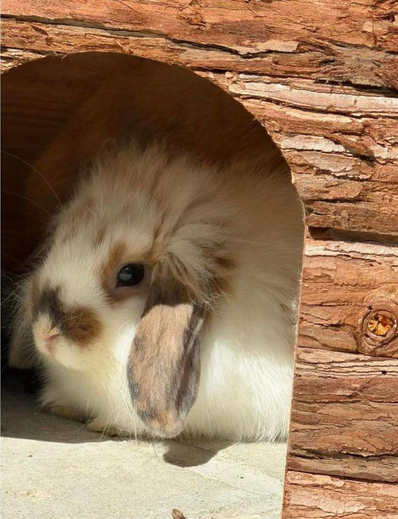 Super lief dwergkonijntje te koop, Dieren en Toebehoren, Konijnen, Dwerg, Mannelijk, 0 tot 2 jaar, Hangoor
