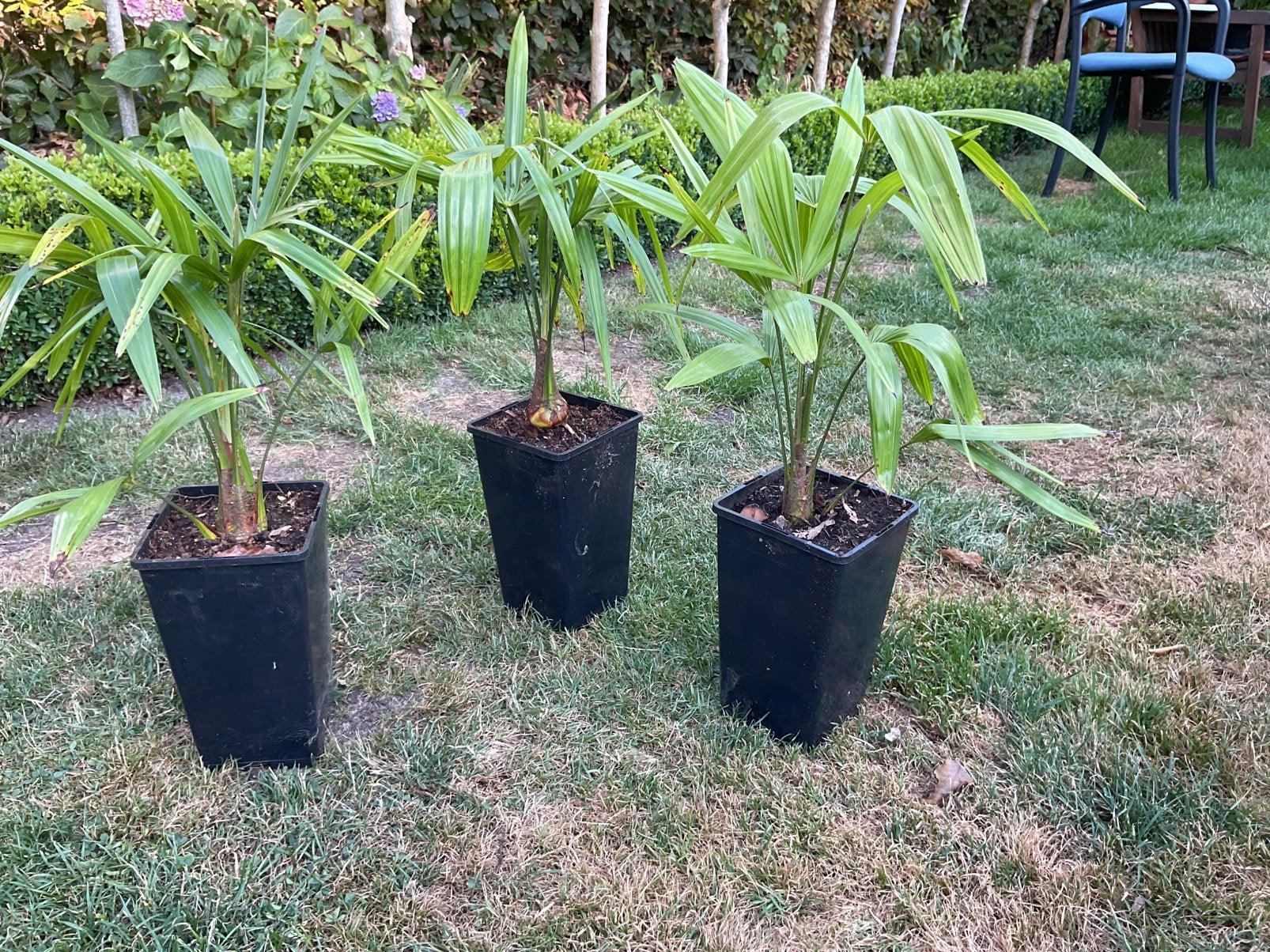 Trachycarpus fortunei palmplanten, Enlèvement
