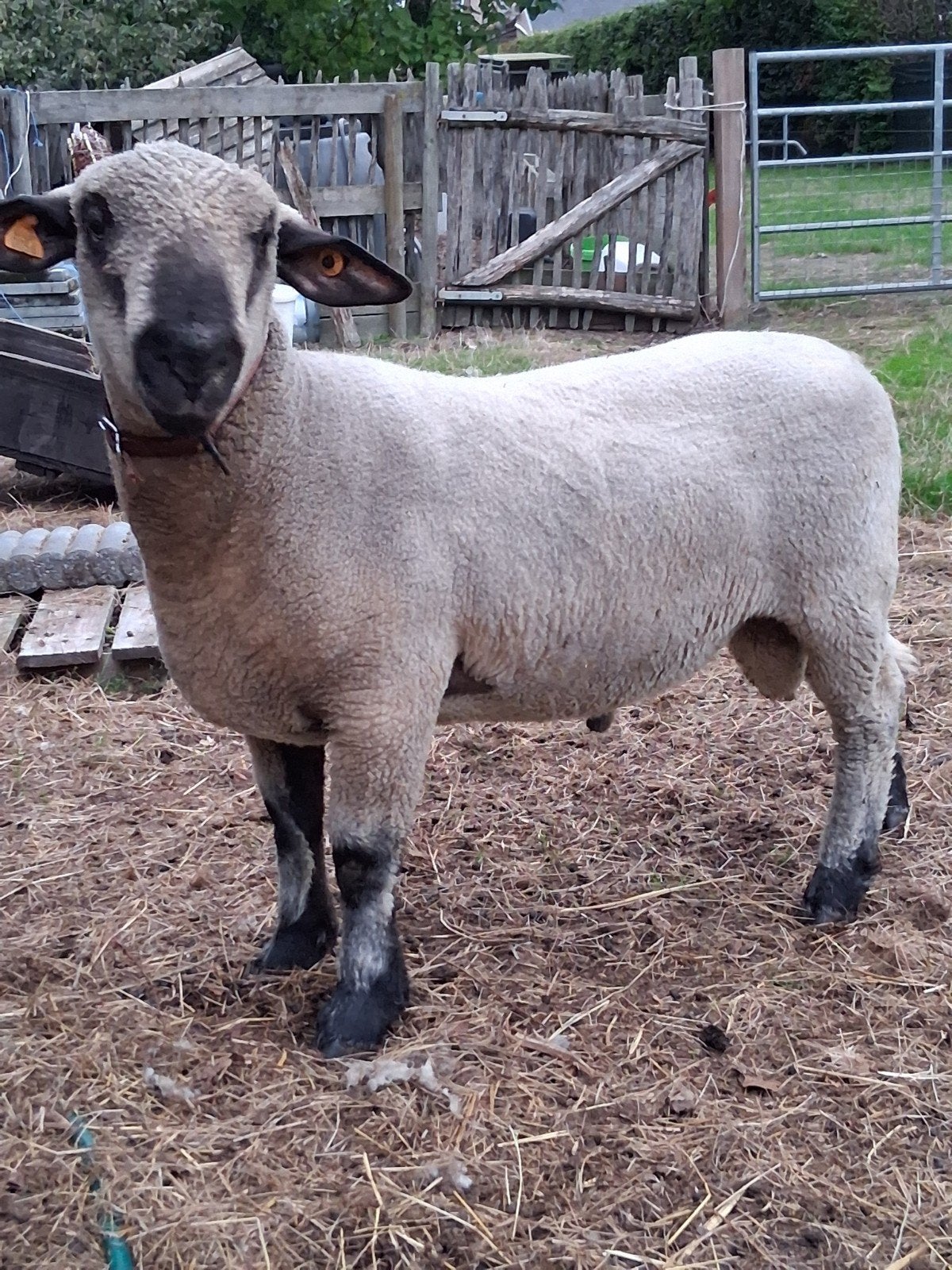 Hampshire down ram, Dieren en Toebehoren, Mannelijk, Schaap, 0 tot 2 jaar