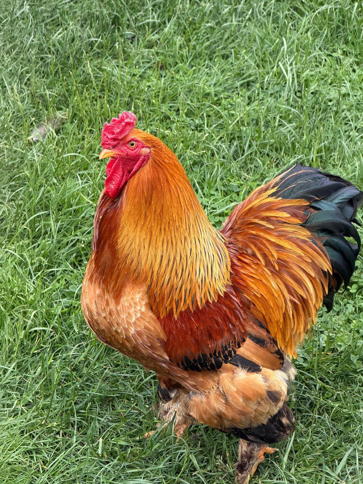 3 hanen, Dieren en Toebehoren