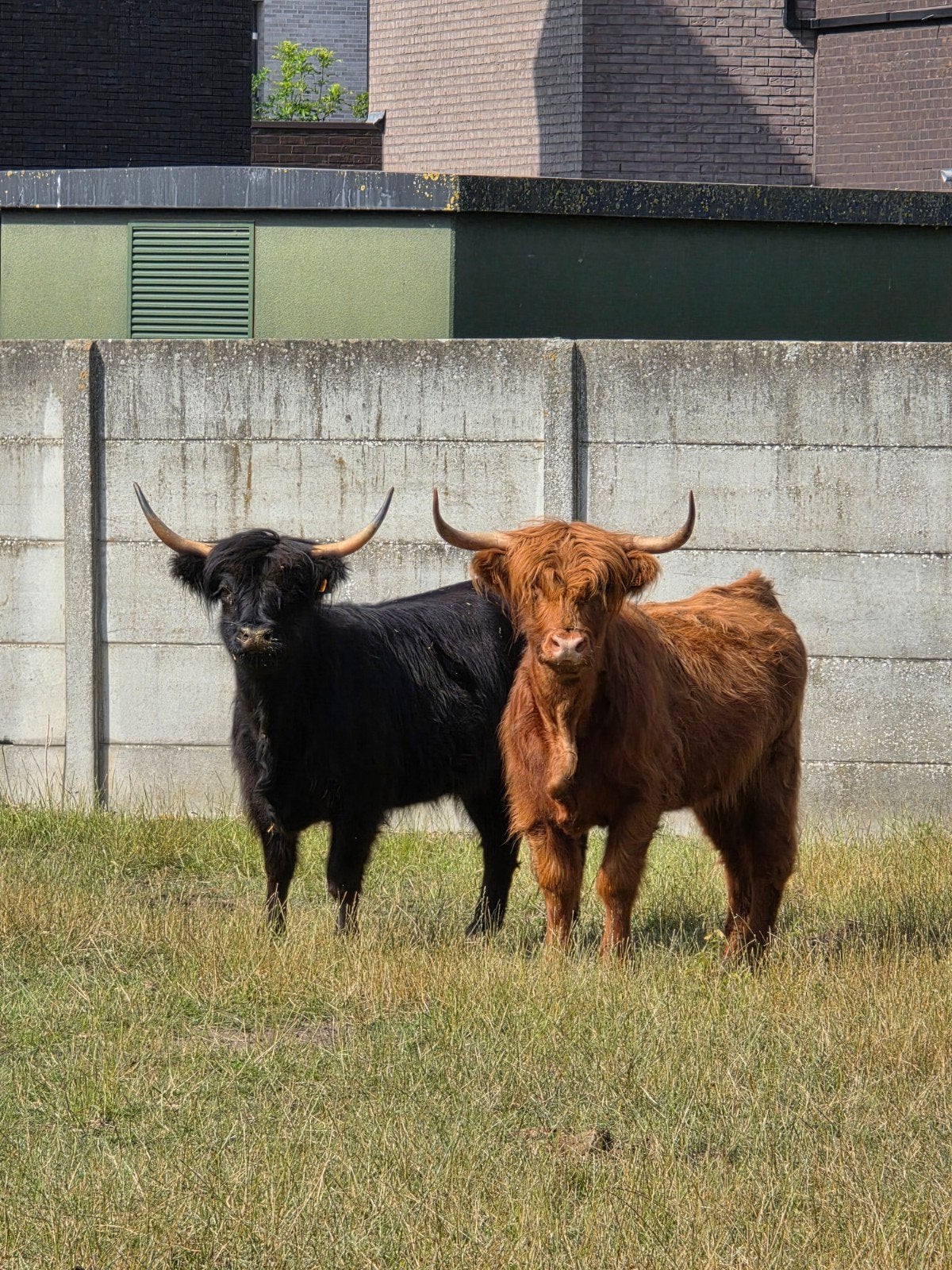 schotse highlanders