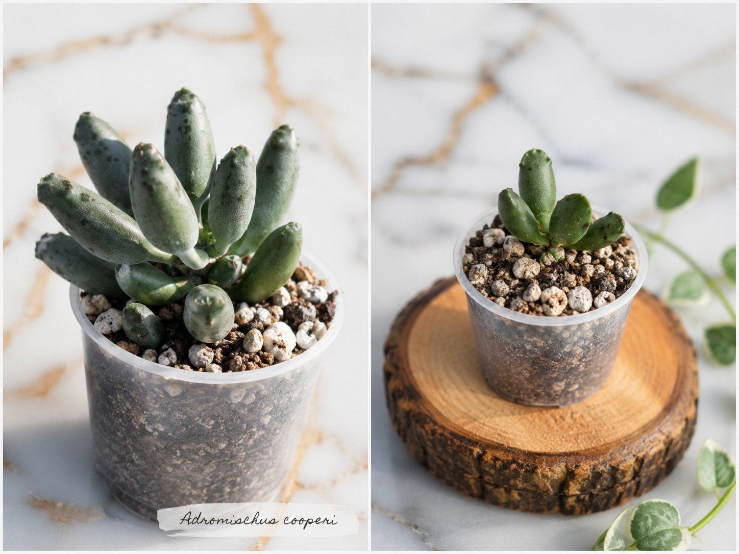 Adromischus cooperi — Zeldzame en originele vetplant, Huis en Inrichting, Kamerplanten, In pot, Ophalen