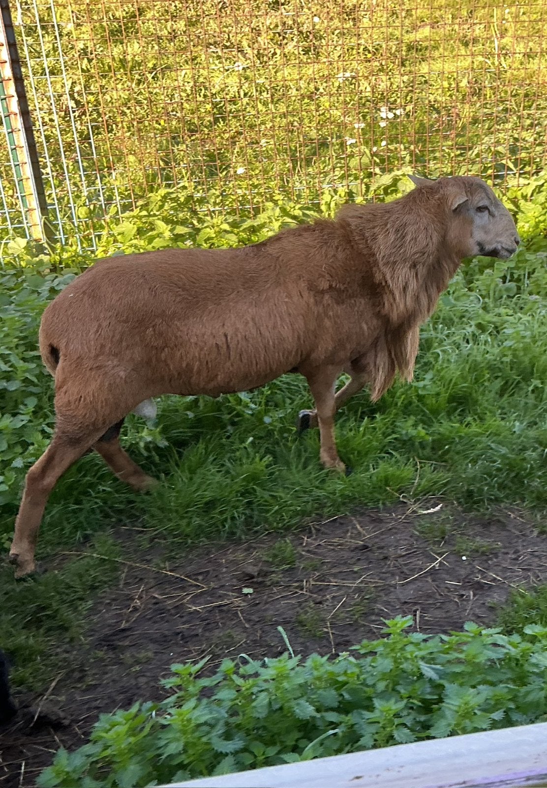 Kameroen rammen, Dieren en Toebehoren