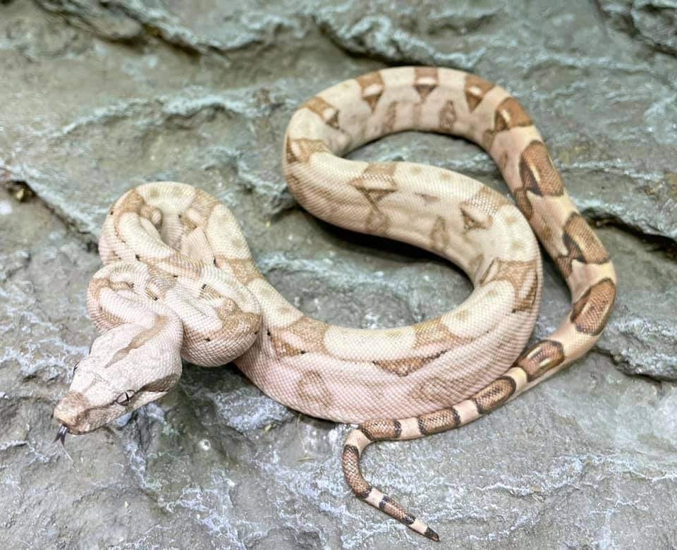 Boa Hog Island, Serpent, Domestique, 3 à 6 ans