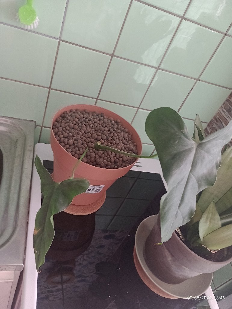 WAT GEEF JE Philodendron Mexicanum kamerplant, Ophalen, Overige soorten, Halfschaduw, In pot