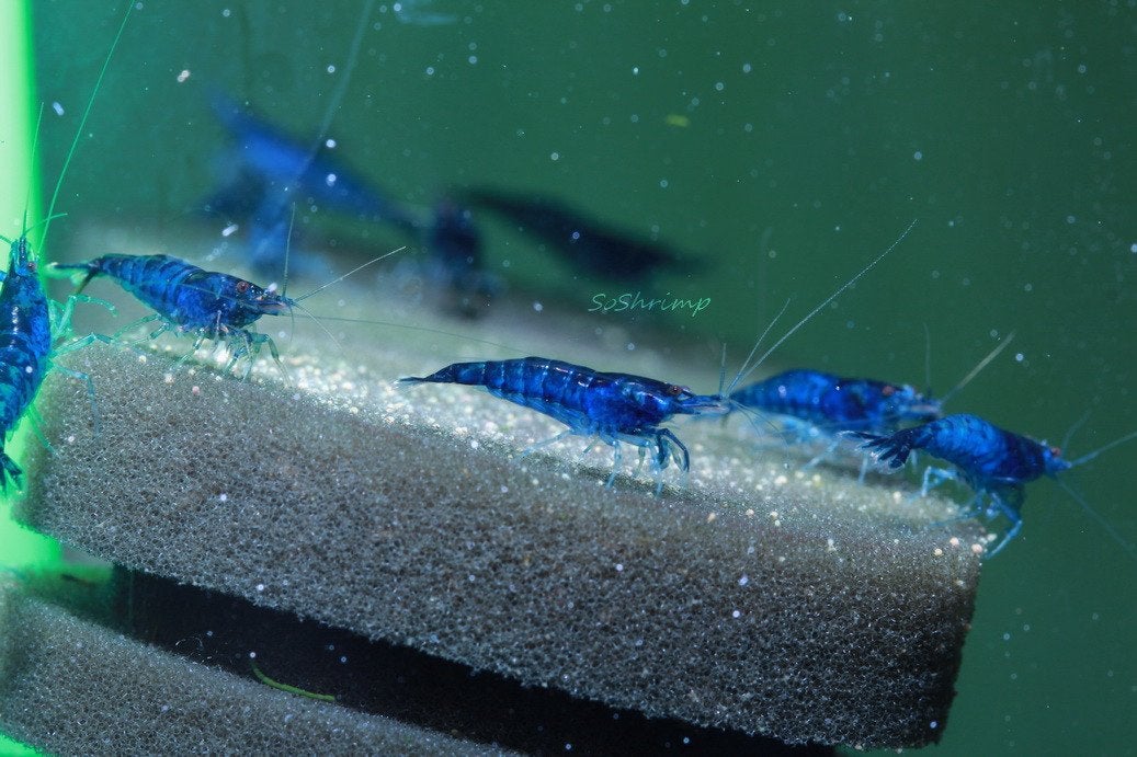 Blue Sapphire Aquariumgarnalen 13 stuks Gezonde eigen kweek, Homard, Crabe ou Crevette