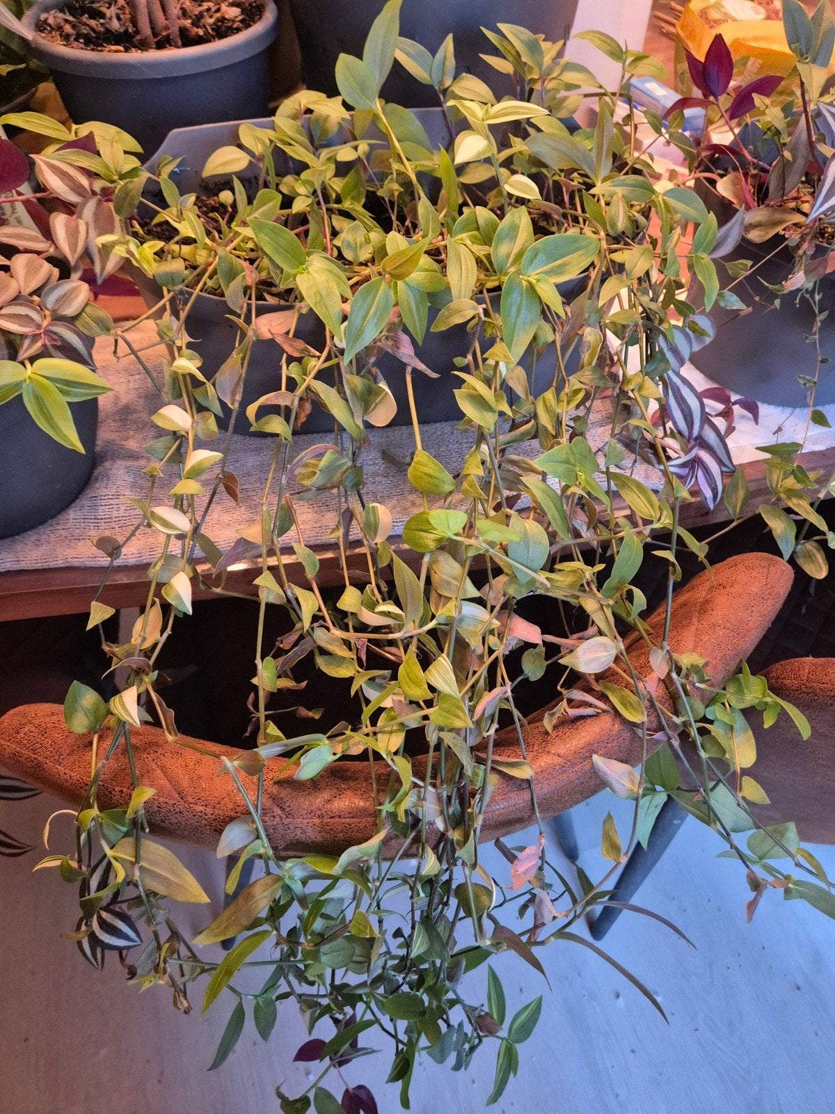 tradescantia, Ophalen