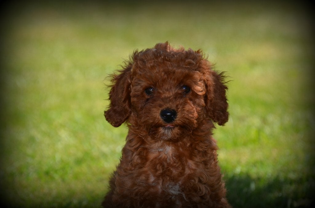 Chiots caniches abricots, Animaux & Accessoires, Chiens | Chihuahuas & Chiens de compagnie, Chienne, Caniche, Éleveur | Professionnel