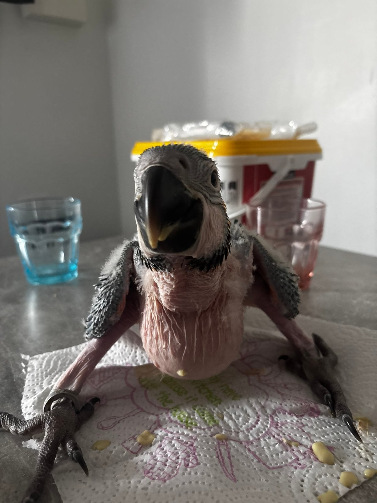 Cherche bebe ara, Animaux & Accessoires, Sexe inconnu, Perroquet, Bagué