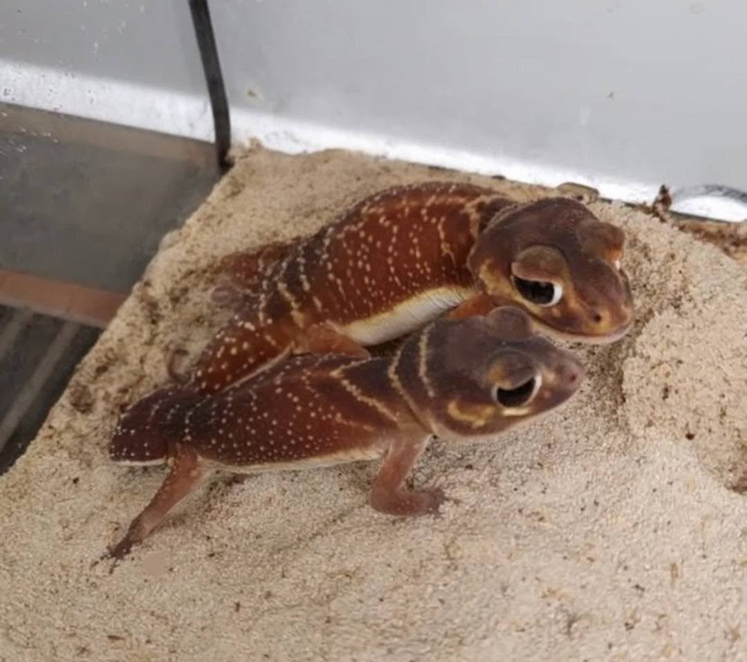 nephrurus levis, Animaux & Accessoires, Reptiles & Amphibiens
