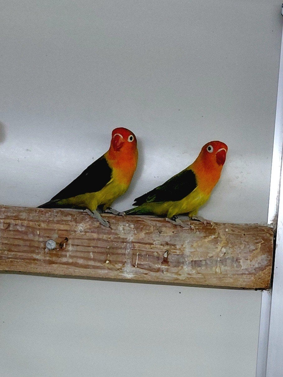 Agapornis eeuwing opaline '25, Sexe inconnu, Perroquet nain ou Inséparable, Bagué