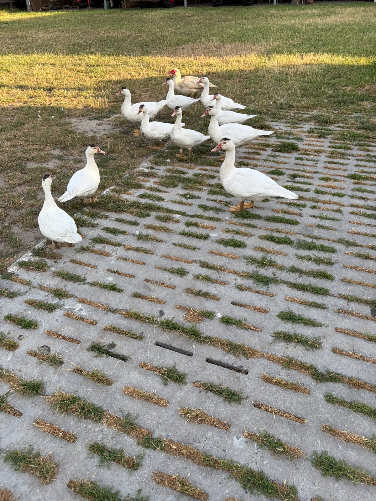 Barbaries, Dieren en Toebehoren, Pluimvee, Geslacht onbekend, Overige soorten