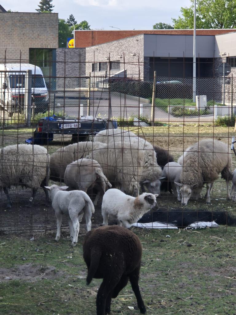 Schapen ooi, Dieren en Toebehoren, Schapen, Geiten en Varkens