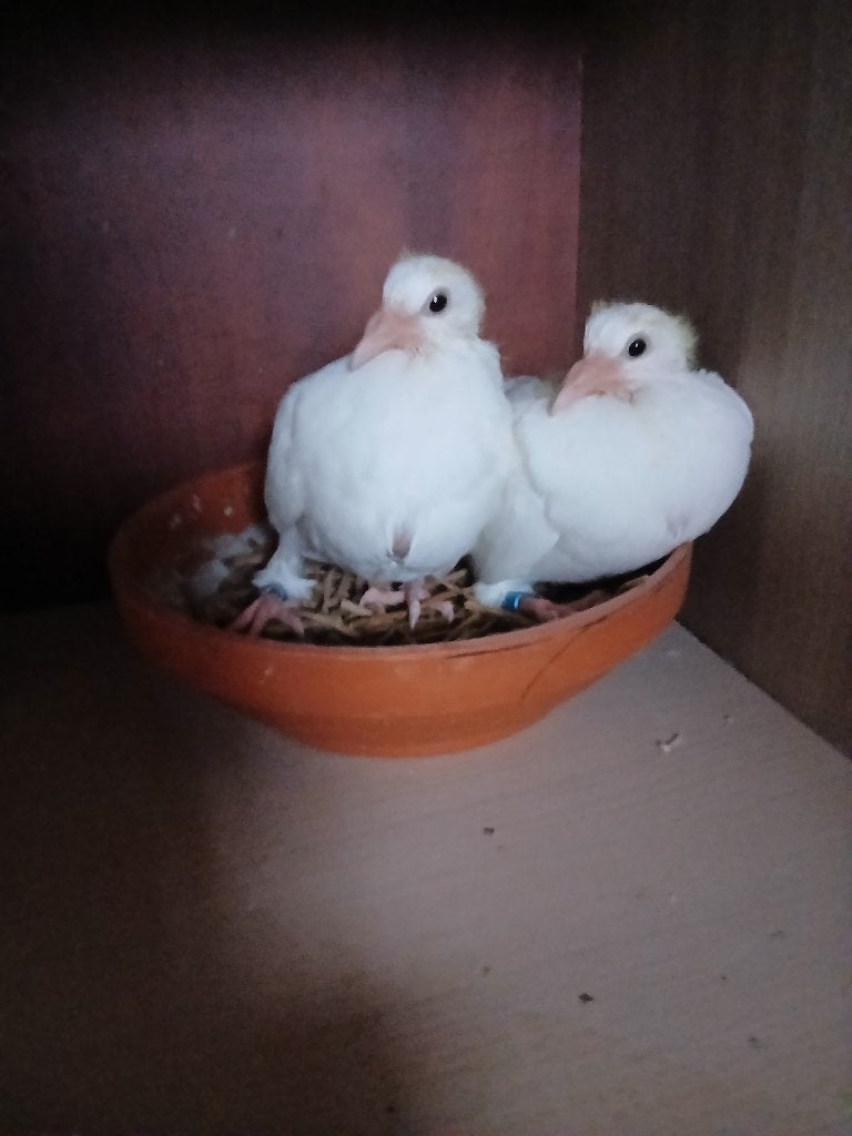 reisduiven, Dieren en Toebehoren, Vogels | Duiven, Meerdere dieren, Postduif