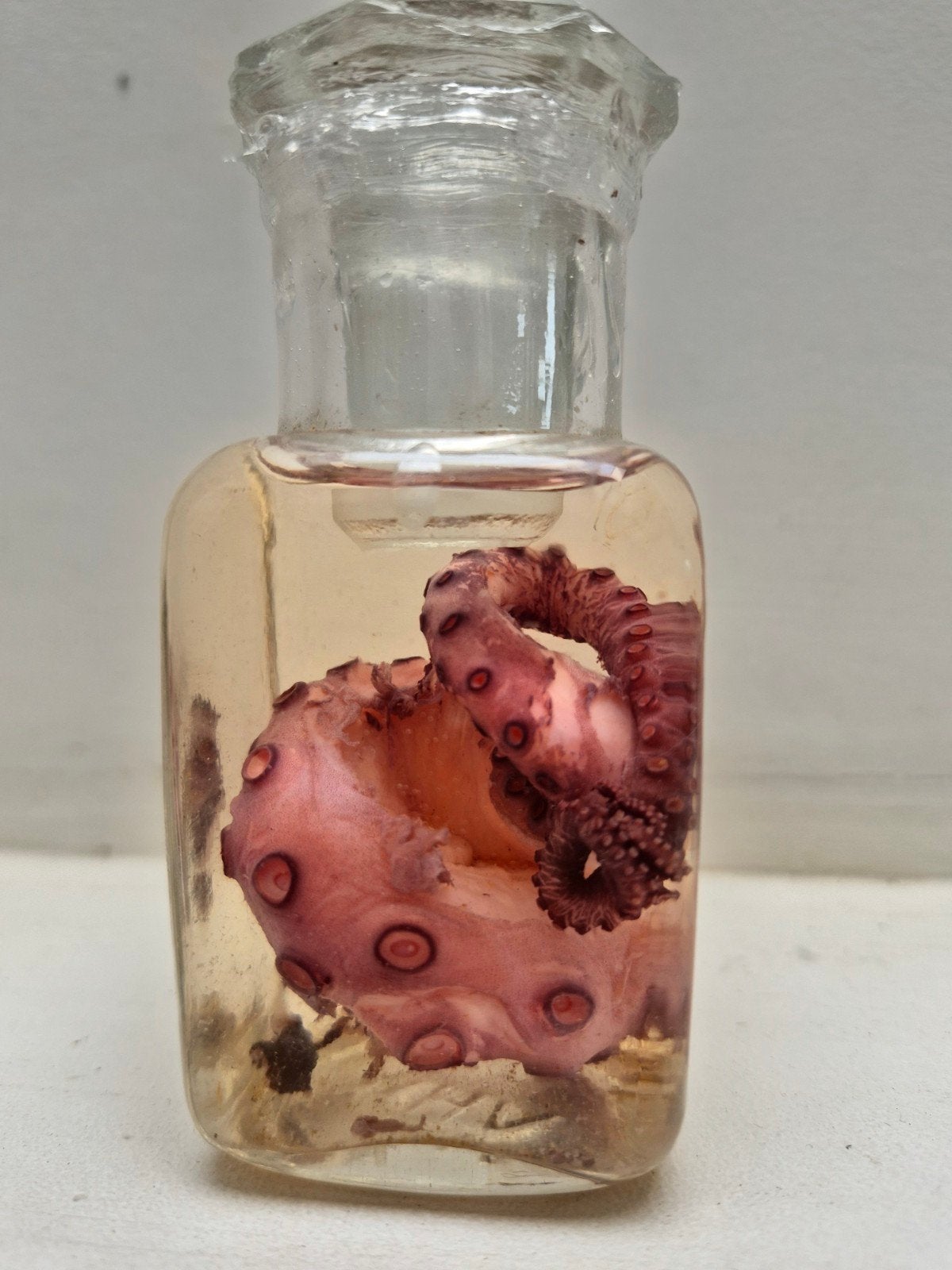 Conservation liquide Poulpe (Flacon d'apothicaire), Collections, Enlèvement ou Envoi, Neuf, Autres types