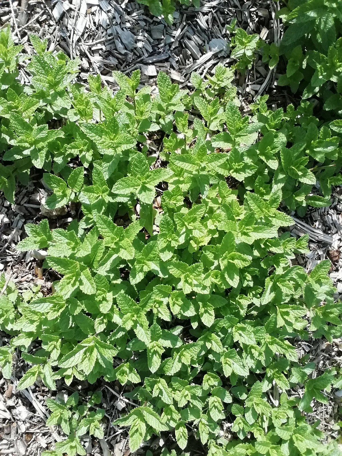Planten gratis, Jardin & Terrasse, Enlèvement