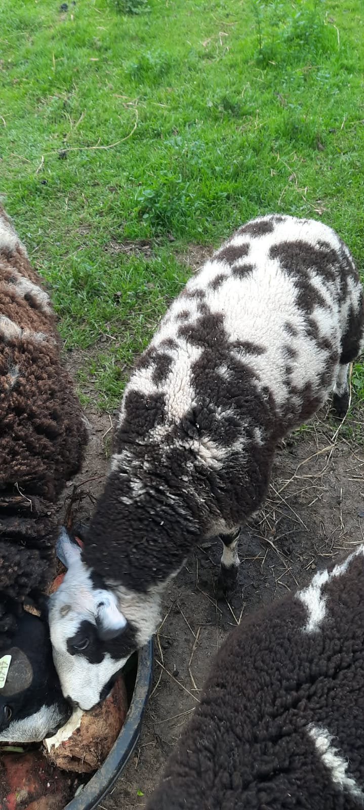 Gezocht Baggerbonden schapen ooien jaarlingen, Plusieurs animaux, Mouton, 0 à 2 ans
