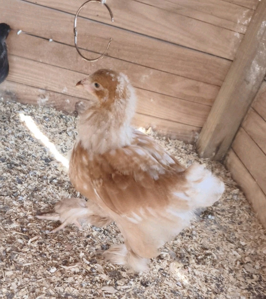 3 brahma groothoenders kippen 2 krul 1 glad, Dieren en Toebehoren, Kip