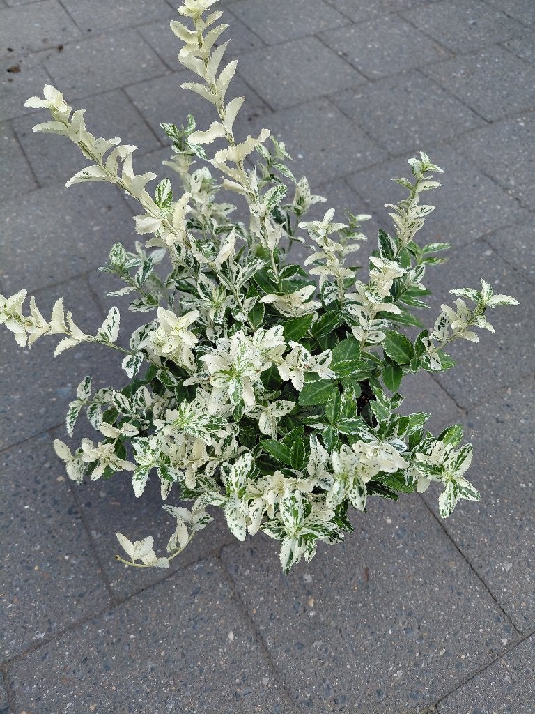 Euonymus Harlequin, Ophalen, Halfschaduw