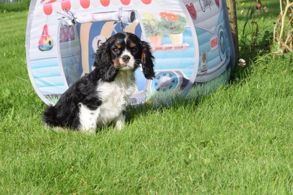 Chiots épagneuls Cavalier King Charles, Animaux & Accessoires, 15 semaines à 1 an, Plusieurs, Belgique, Plusieurs animaux