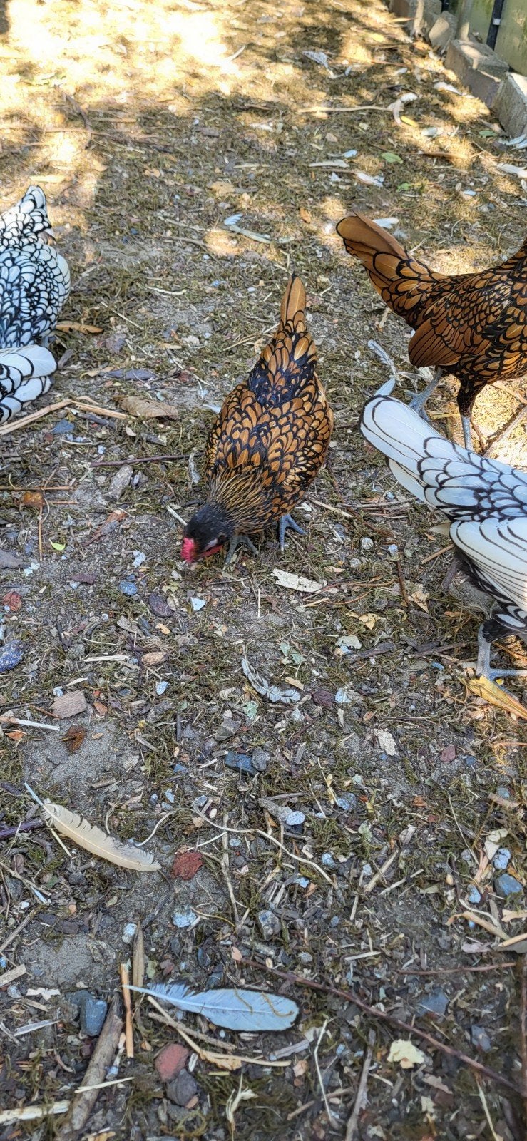 sebright haantjes, Dieren en Toebehoren