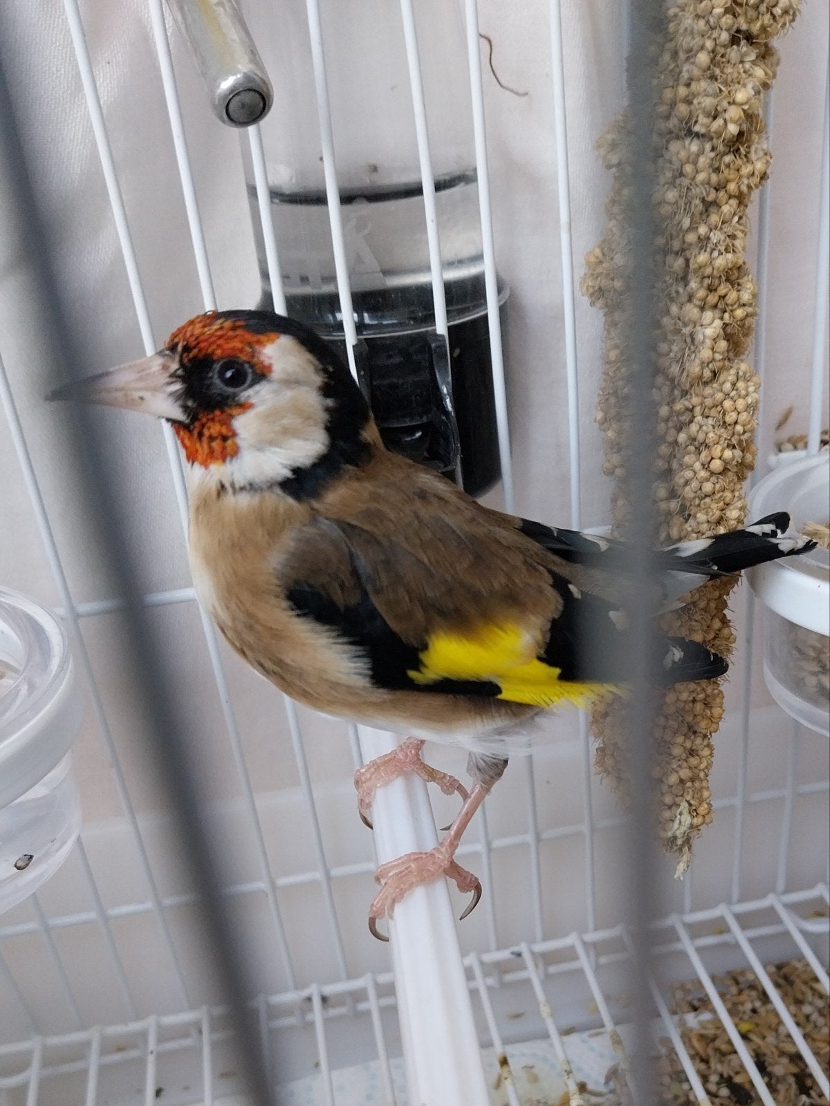 Chardonneret parva 2025.prix 110eur, Mâle, Oiseau chanteur sauvage, Domestique