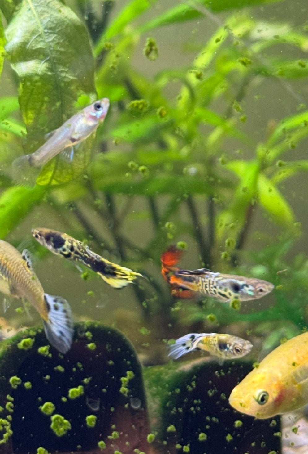 Baby guppies, guppen, guppy te koop