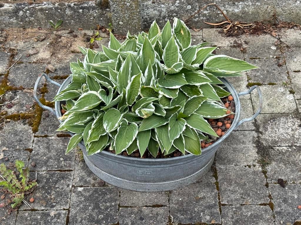 Grote teil zink met hosta, Tuin en Terras, Vaste plant, Halfschaduw, Zomer, Ophalen