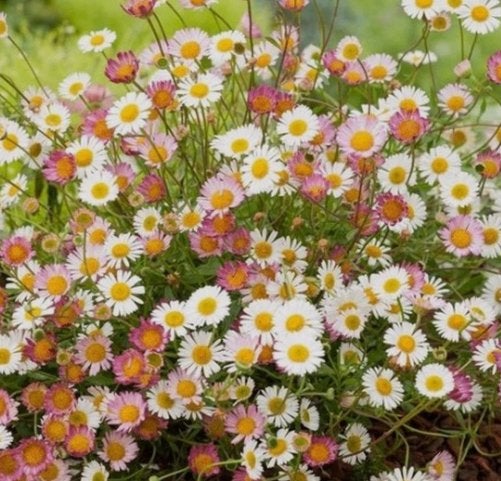 Erigeon karvinskianus of muurfijnstraal, Ophalen, Vaste plant, Bodembedekkers, Volle zon