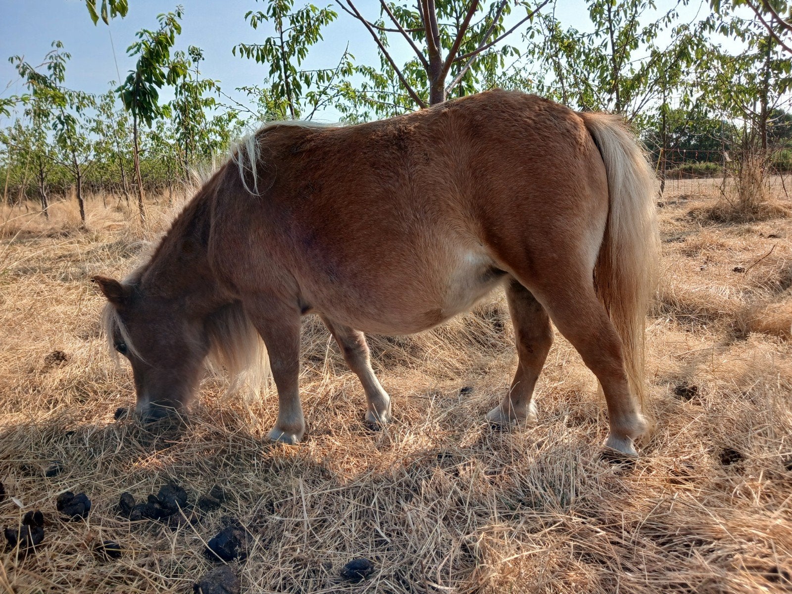 3 shetlander merries, Animaux & Accessoires, Poneys, 11 ans ou plus, Avec pedigree, Poney de récréation, Poney A (jusqu'à 1.17 m)