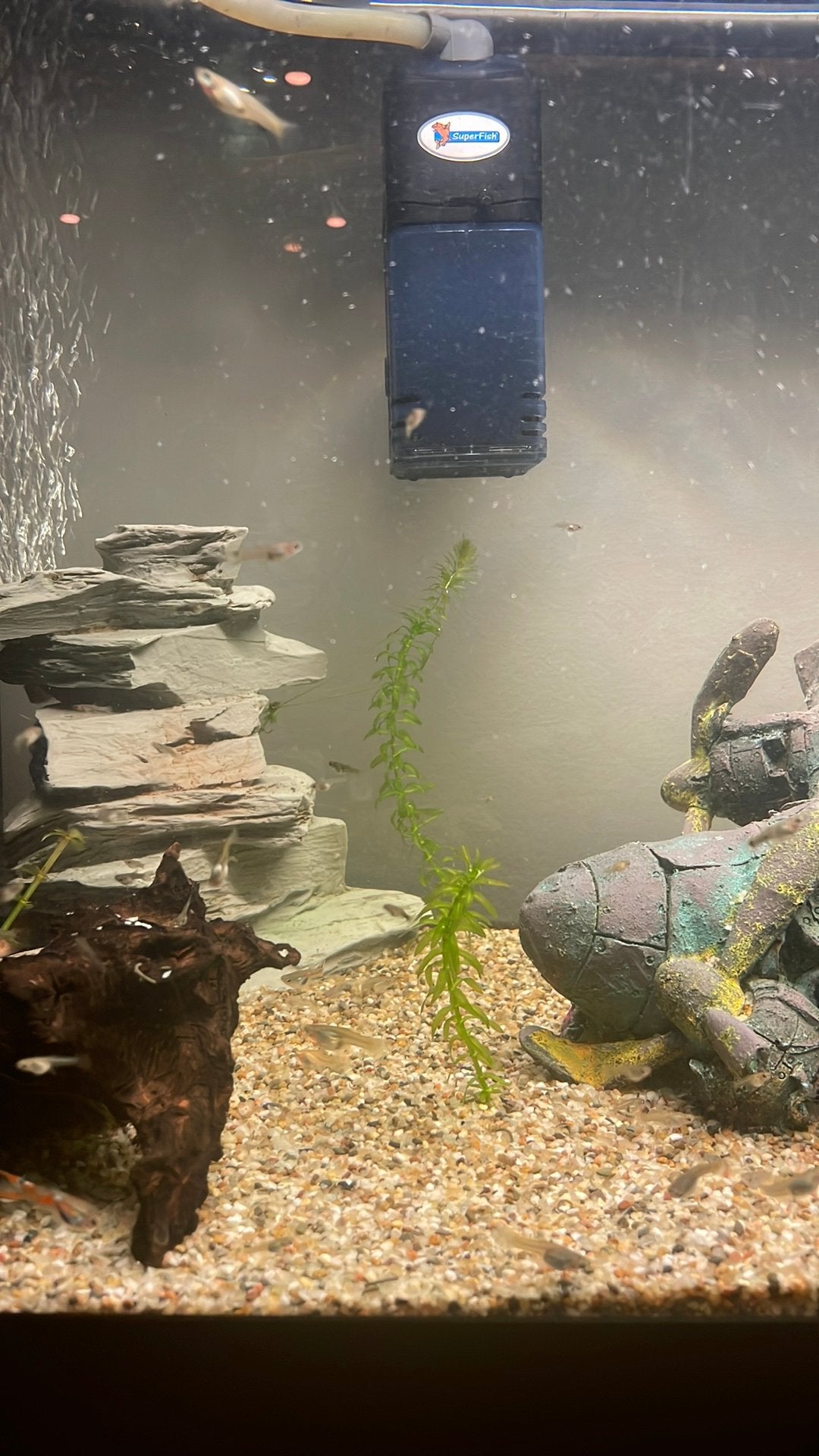 Baby guppy’s, Dieren en Toebehoren, Vis, Zoetwatervis, Schoolvis