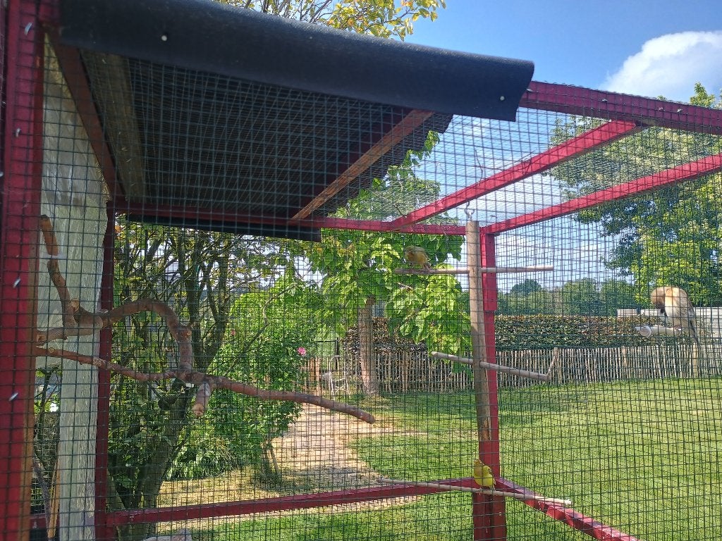 Vogels, Dieren en Toebehoren, Mannelijk, Kleurkanarie