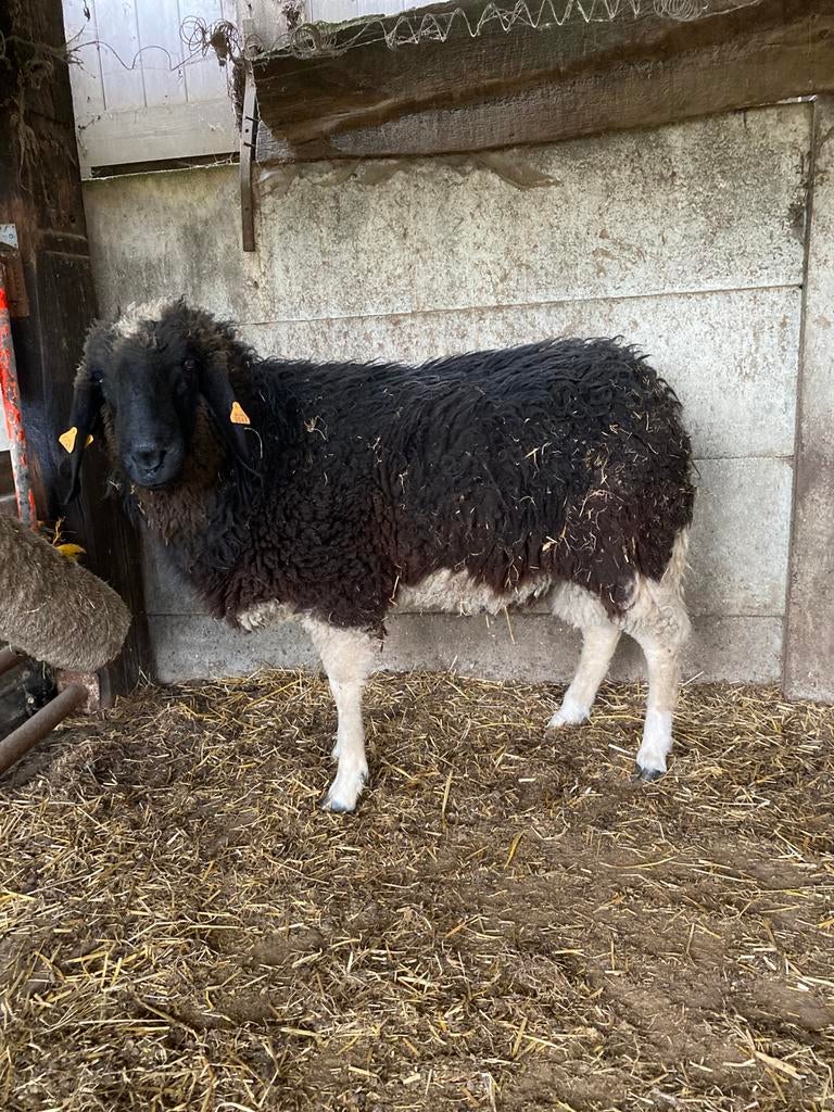 Ram, Dieren en Toebehoren, Mannelijk, Schaap, 0 tot 2 jaar